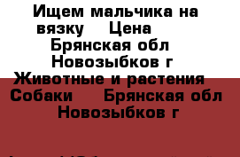 Ищем мальчика на вязку  › Цена ­ 10 - Брянская обл., Новозыбков г. Животные и растения » Собаки   . Брянская обл.,Новозыбков г.